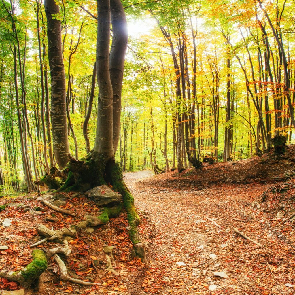 Das Bild zeigt einen herbstlichen Waldweg, der sich durch einen dichten Laubwald schlängelt. Die Bäume sind hoch und ihre Blätter leuchten in warmen Gelb-, Orange- und Grüntönen, was die Herbstsaison unterstreicht. Der Waldboden ist mit gefallenen Blättern bedeckt, und die dicken Wurzeln der Bäume sind an einigen Stellen sichtbar. Sonnenlicht dringt durch das Blätterdach und beleuchtet die Szene, wodurch eine friedliche, malerische Atmosphäre entsteht. Der Pfad führt in die Tiefe des Waldes und lädt zu einem ruhigen Spaziergang ein.